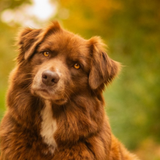 ÉDUCATION & RÉÉDUCATION