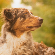 ACTIVITÉS & STAGES/FORMATIONS