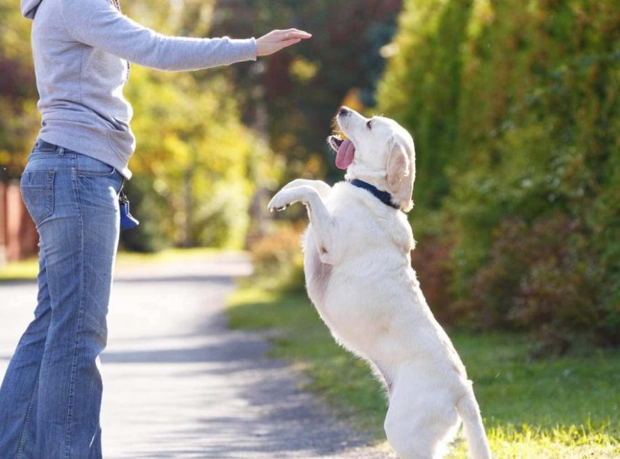 Femme-chien