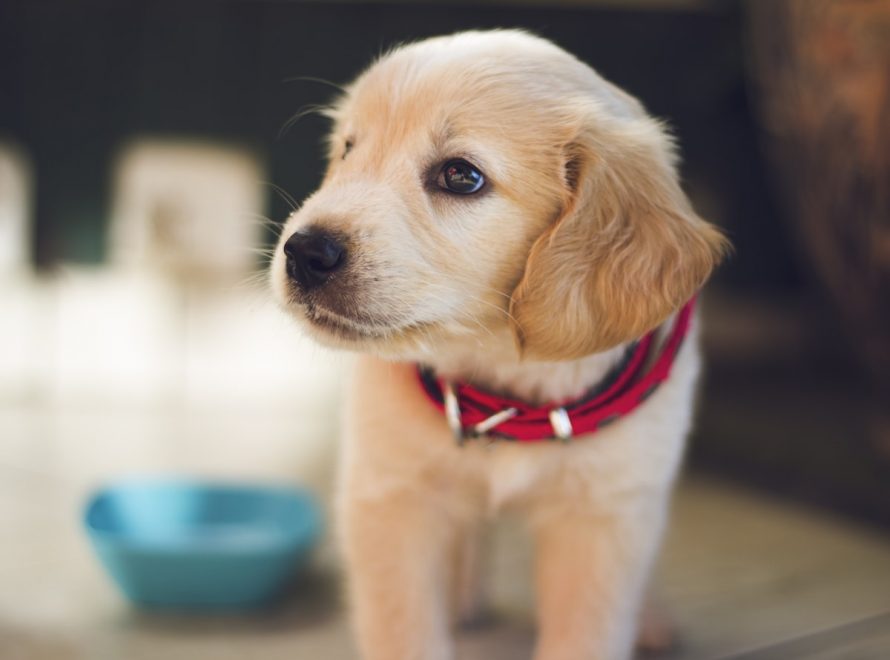 Chien rappelé en liberté lors d une cani-randonnée en Normandie
