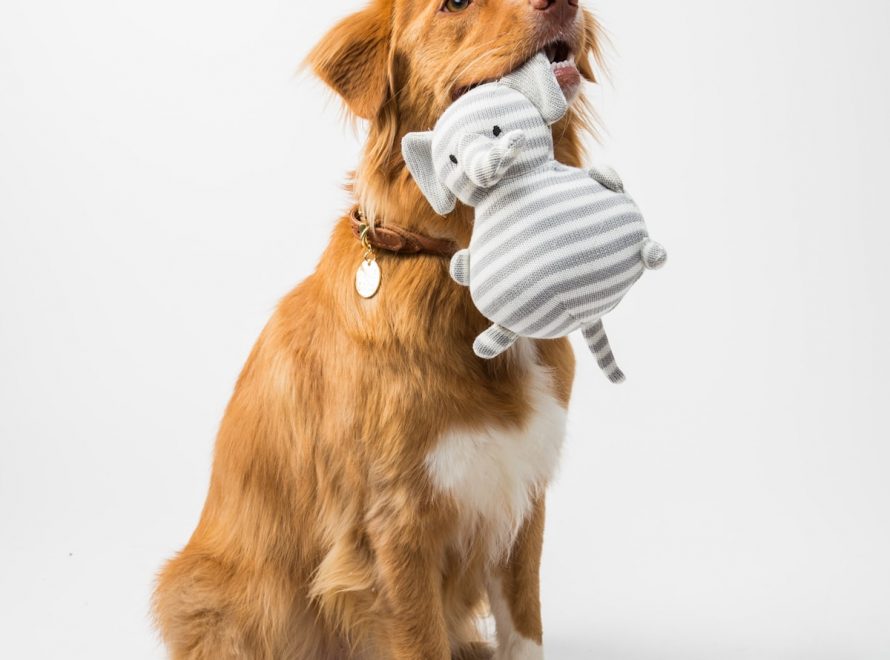 cc-nosework