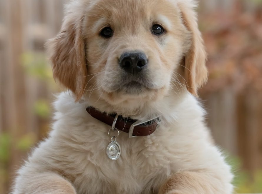 cc-special-chiot-balades