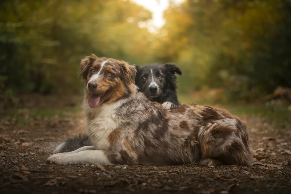 Florian, éducateur canin, avec ses chiens en forêt