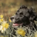 Arielle, chienne de Florian, au milieu des jonquilles au printemps près de Rouen