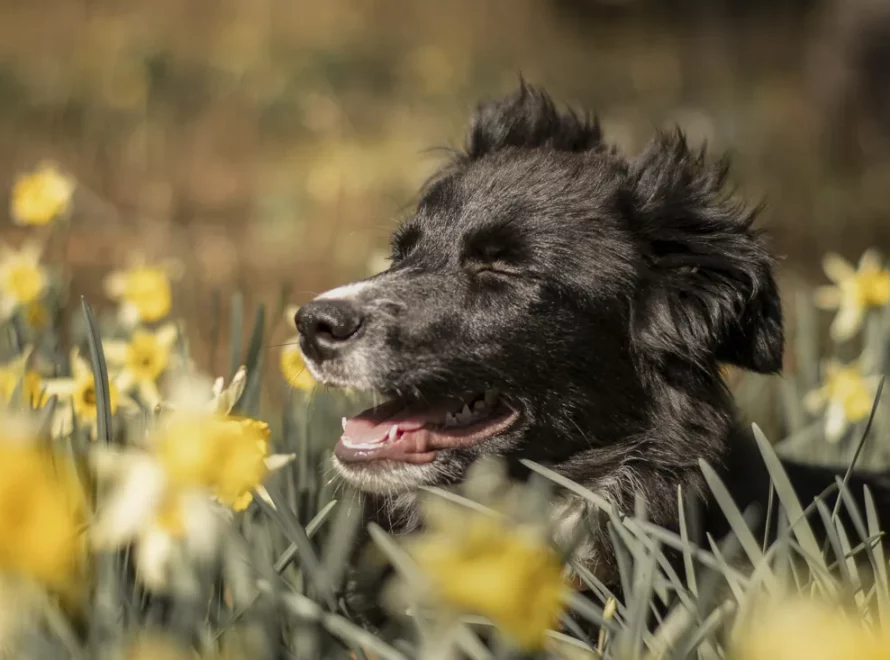 Arielle, chienne de Florian, au milieu des jonquilles au printemps près de Rouen