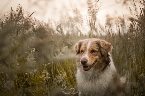 Chien observé en milieu naturel pour évaluer son comportement en Normandie