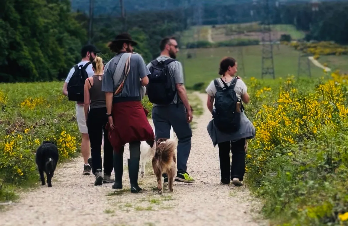 Chiens en interaction lors d’une balade collective, communication canine
