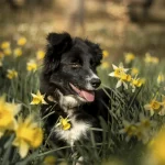 Jeune Border Collie dans un champ de fleurs, génétique et lignée canine