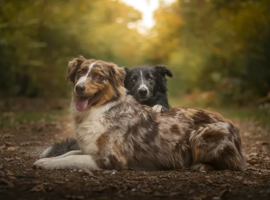 Deux chiens de Florian complices, allongés ensemble en forêt en Normandie
