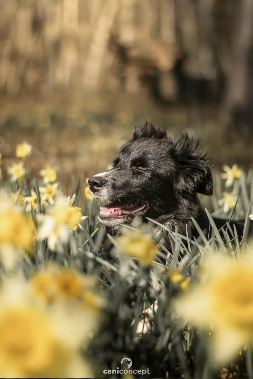 Chiot serein au milieu des fleurs printanières lors d'une séance d'éducation près de Rouen