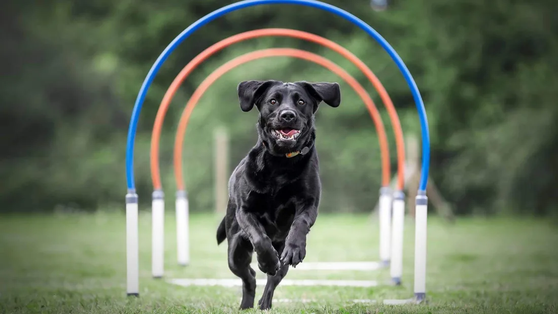 Chien noir traversant les arches de hoopers en Normandie