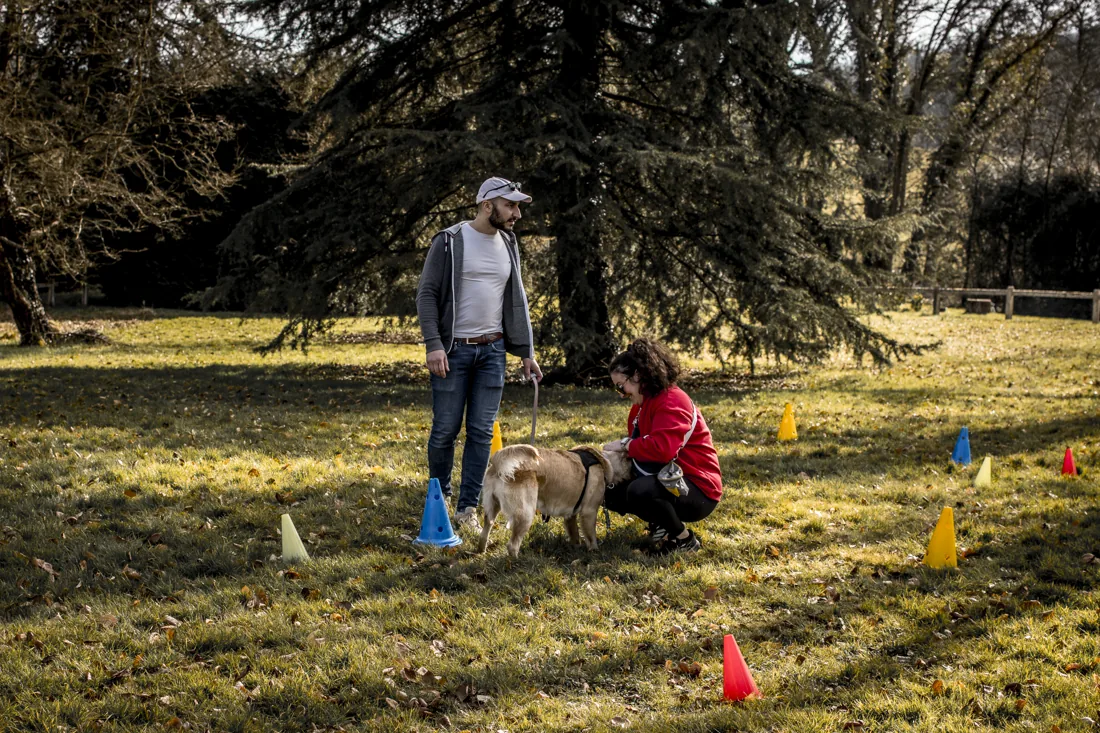 Travail de recherche odeur avec un petit chien parmi les cônes de nosework en Normandie
