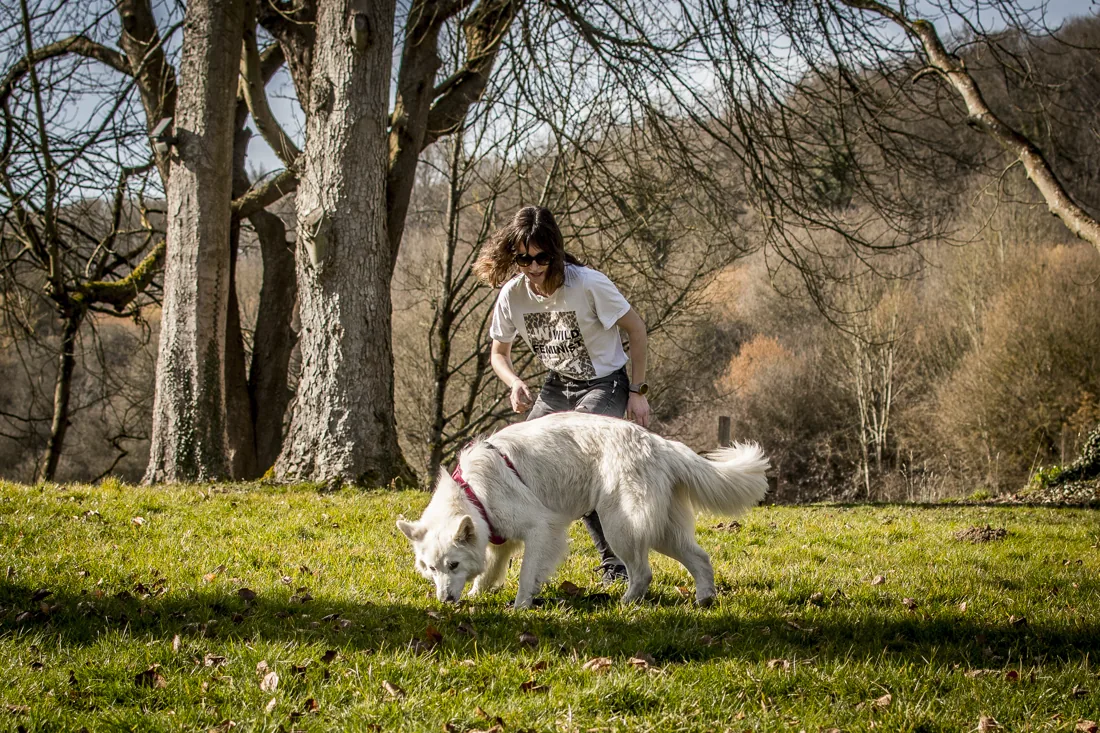 Chien berger blanc reniflant l'herbe en plein travail de flair lors d'une séance de nosework