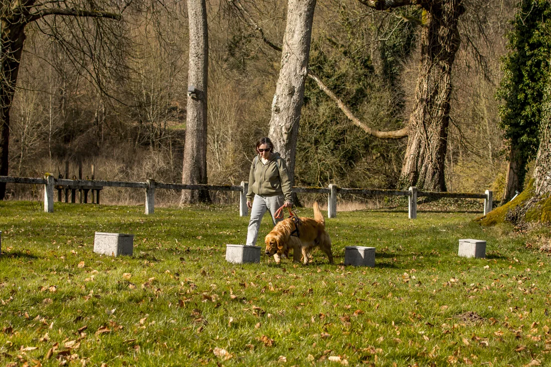 Pistage en extérieur, chien suivant une trace au sol entre les repères dans un parc près de Rouen