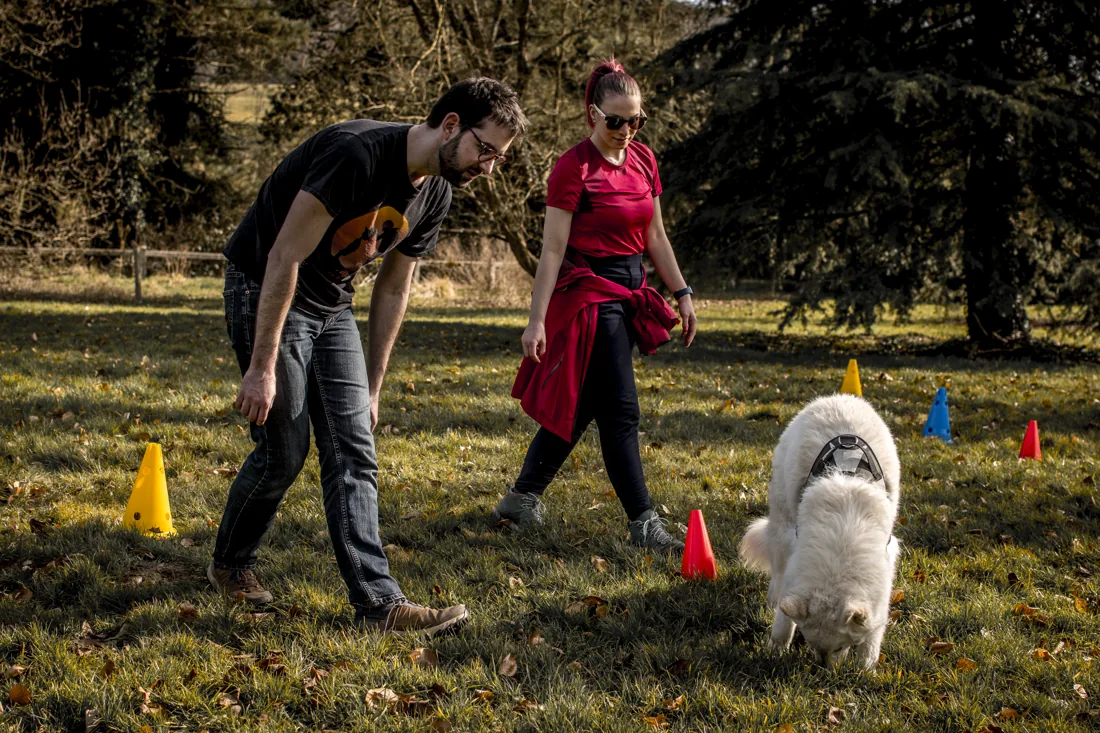 Séance de nosework en duo avec un berger blanc travaillant entre les plots colorés près de Rouen