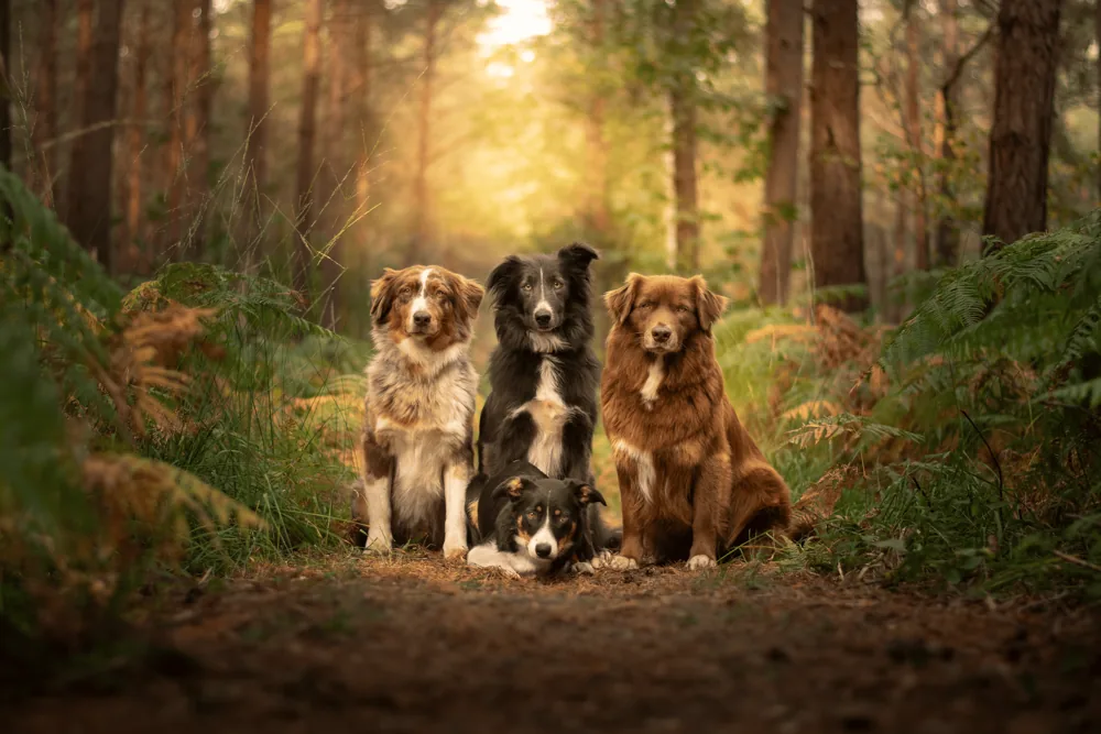 Florian et sa meute de chiens éduqués en pleine nature, Normandie