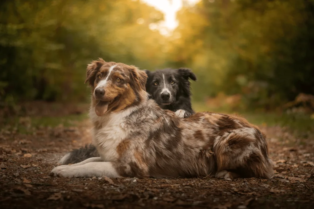 Chien de Florian au repos en forêt près de Rouen