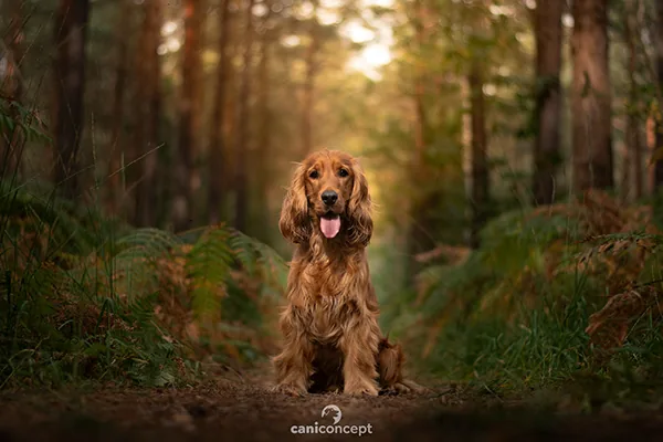 Cocker spaniel apaisé assis sur un chemin forestier après rééducation près de Rouen