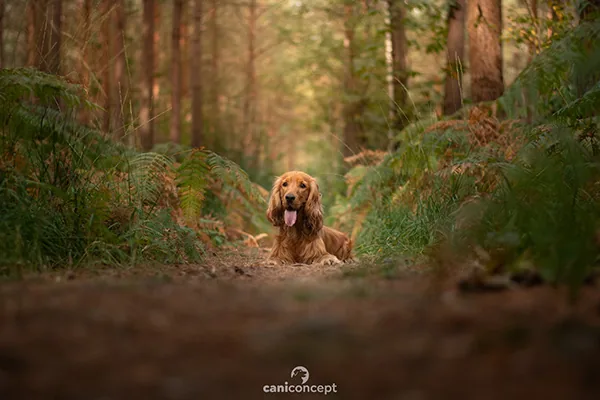 Chien détendu allongé en forêt lors d'un travail de rééducation canine en Normandie