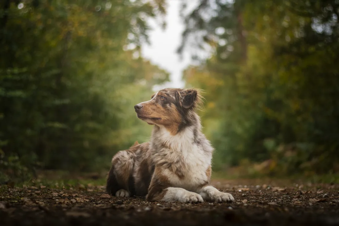 Sony, berger australien merle de Florian, couché sur un chemin forestier près de Rouen