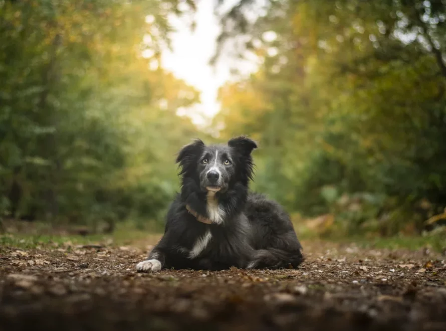 Storm, border collie noir et blanc de Florian, couché en forêt près de Rouen