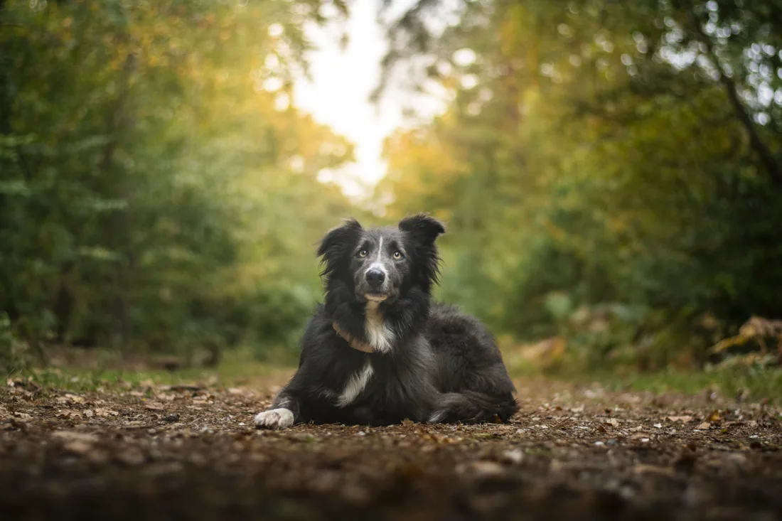 Storm, border collie noir et blanc de Florian, couché en forêt près de Rouen