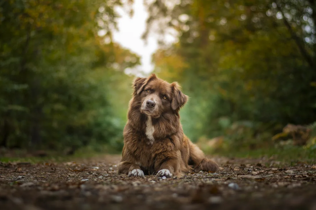 Tam, chien marron de Florian, allongé sur un sentier en forêt en Normandie