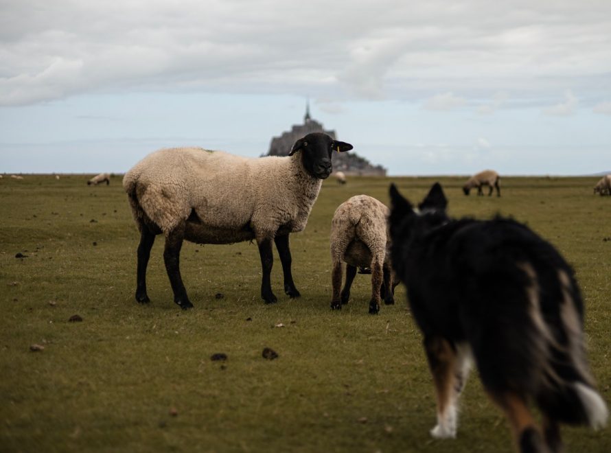 Border collie s'approchant de moutons dans un pré, le Mont-Saint-Michel en arrière-plan