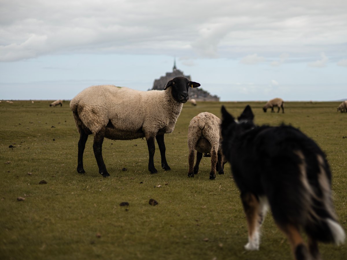 Border collie s'approchant de moutons dans un pré, le Mont-Saint-Michel en arrière-plan