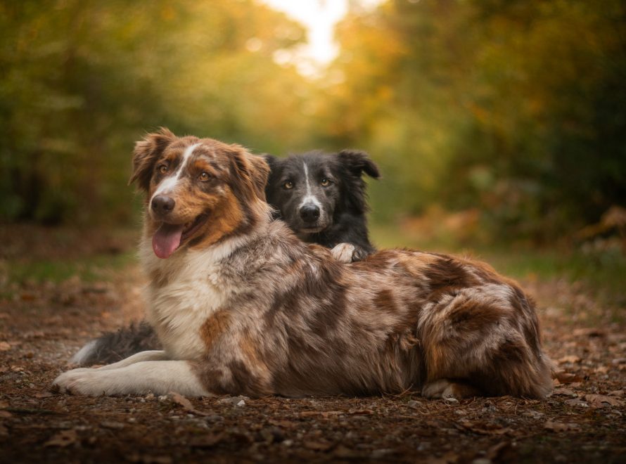 cc-article-anxiete-separation-chien