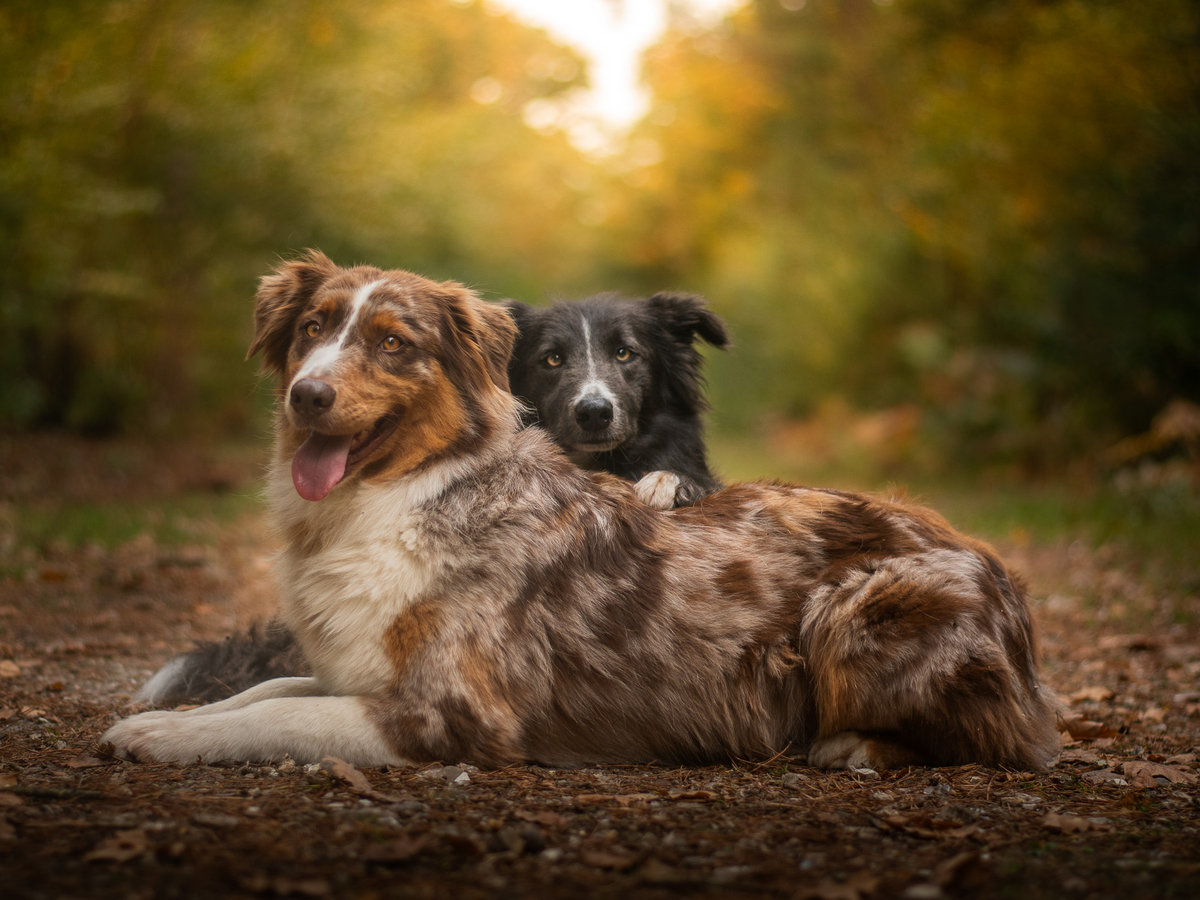 cc-article-anxiete-separation-chien