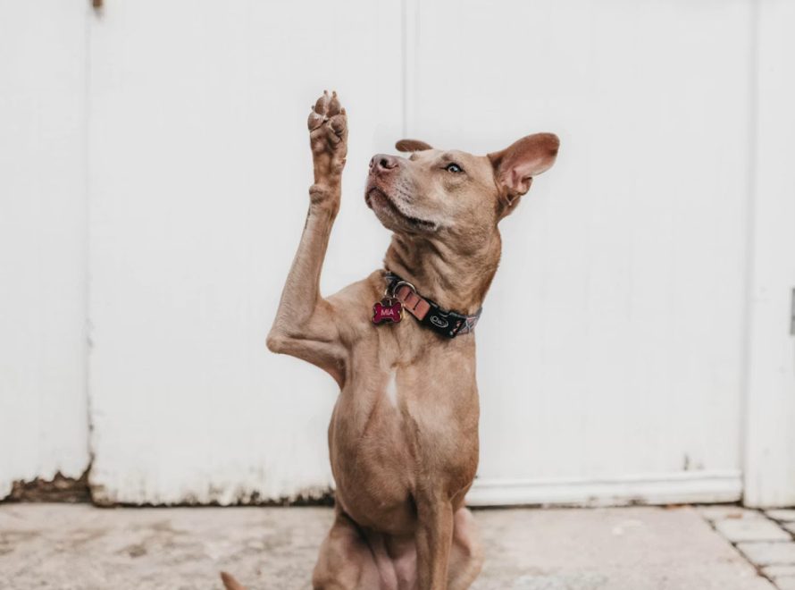 cc-article-bases-communication-canine