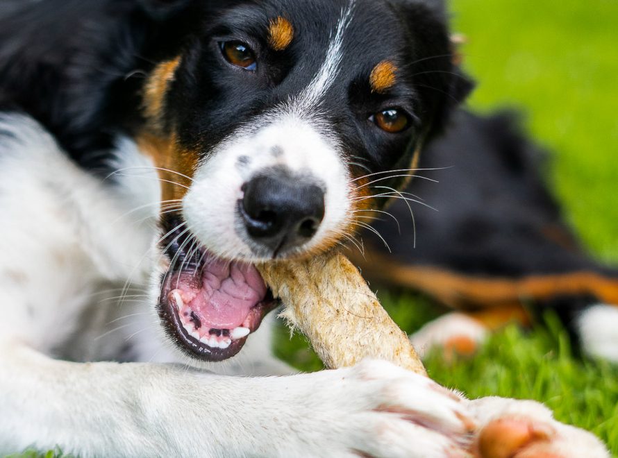cc-article-budget-temps-chien