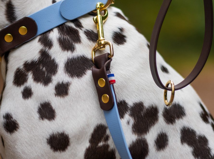 Gros plan sur un dalmatien tenu en laisse avec son collier bleu