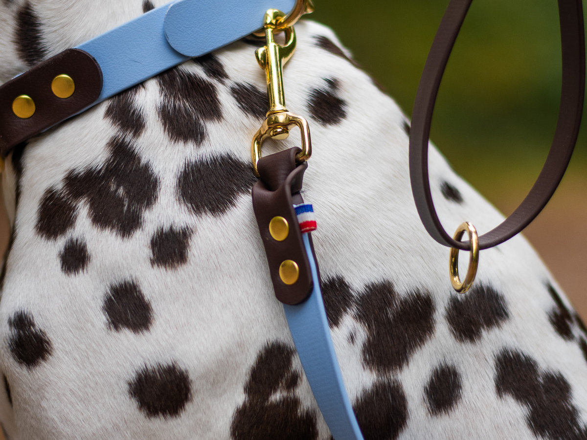 Gros plan sur un dalmatien tenu en laisse avec son collier bleu