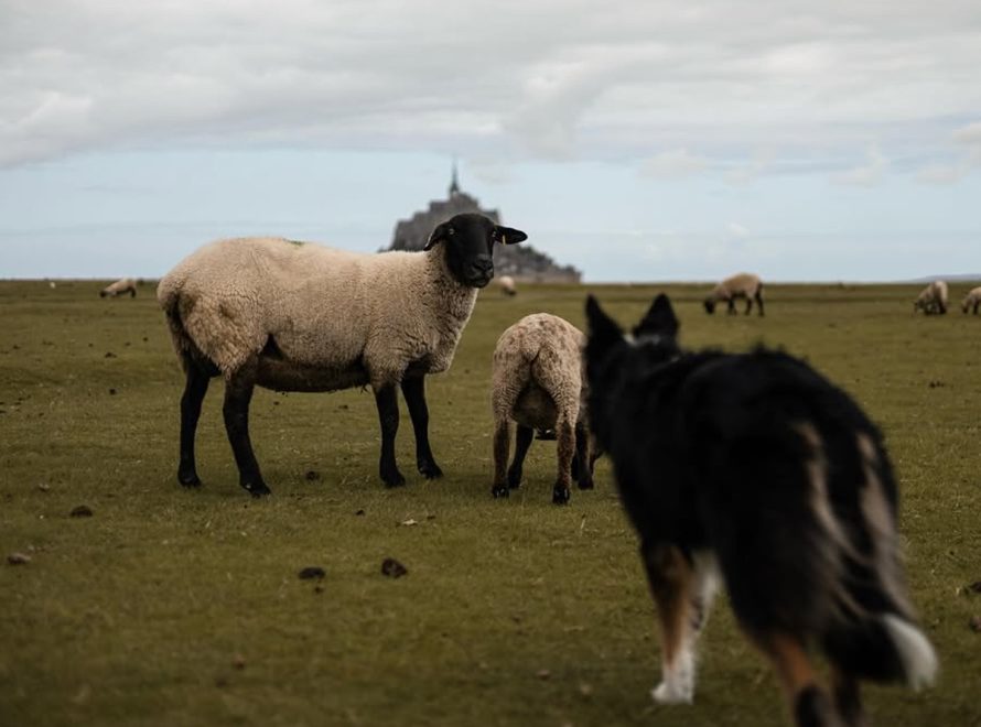 cc-article-chien-troupeau-conduite