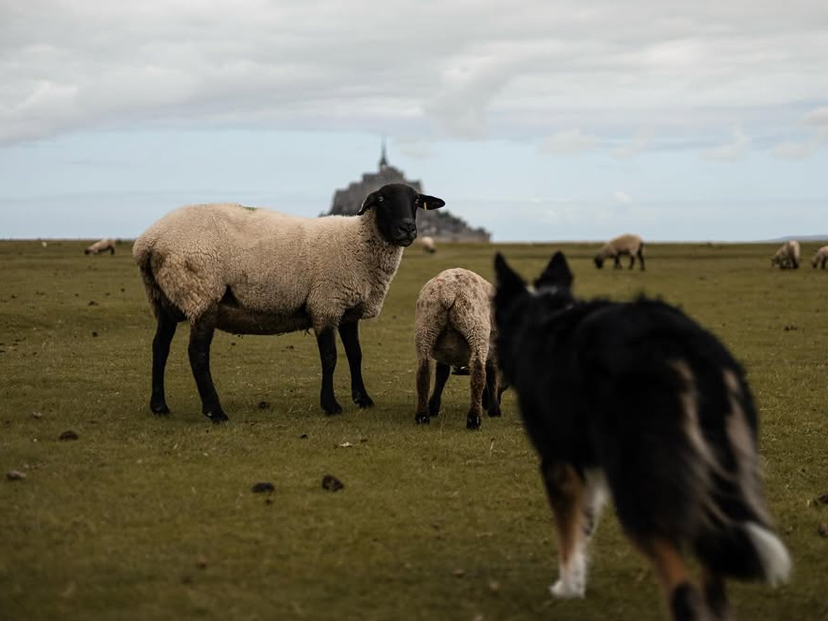 cc-article-chien-troupeau-conduite