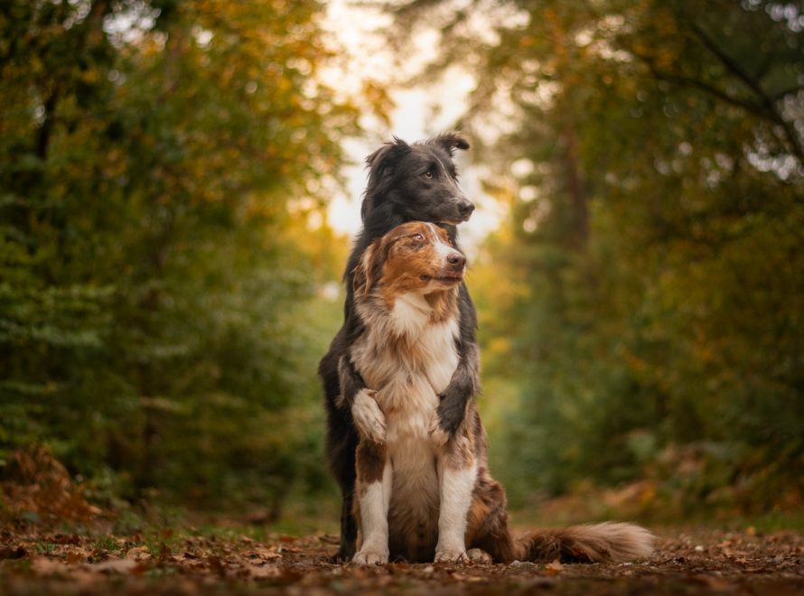 cc-article-chimiosignaux-chien