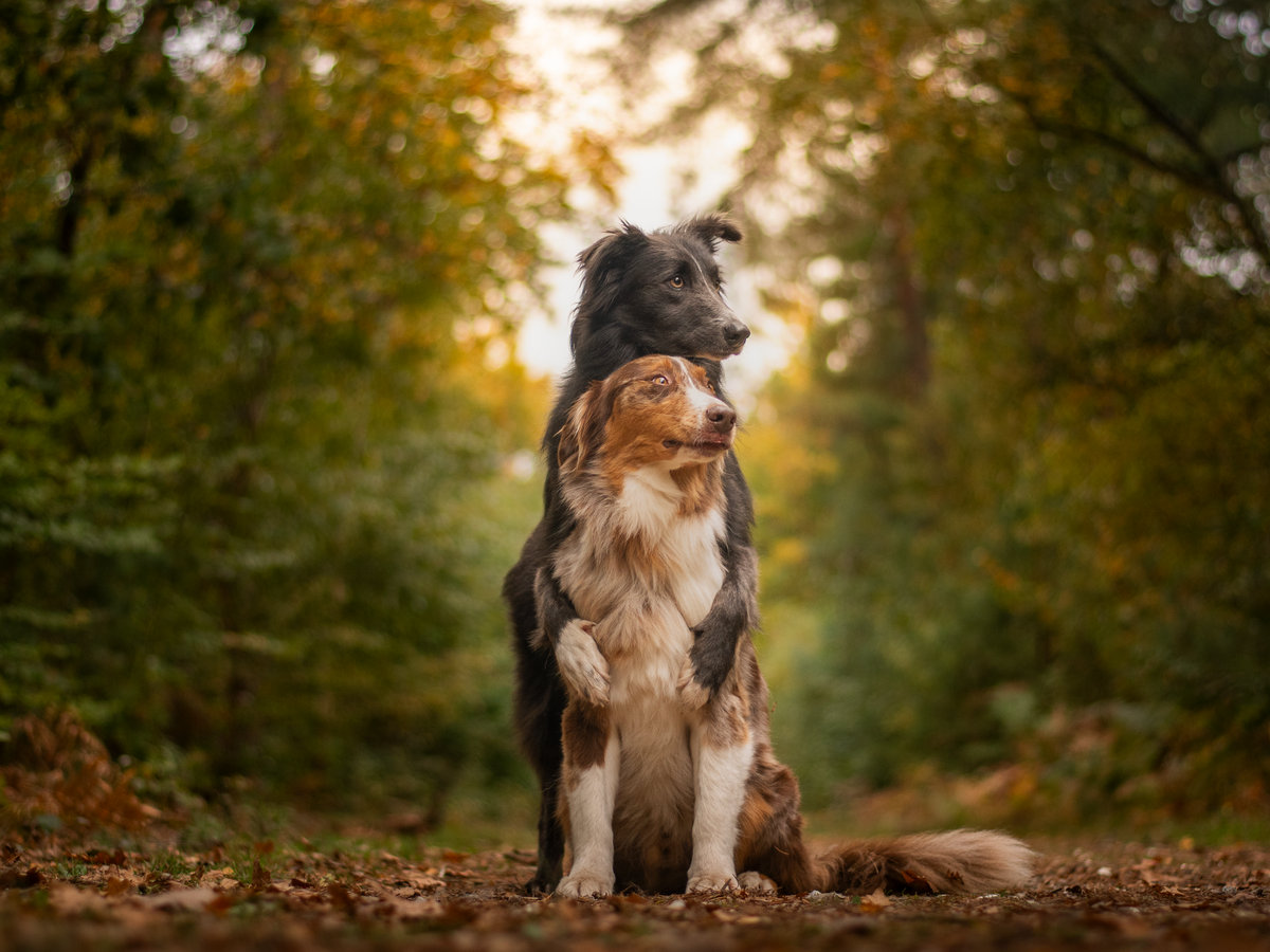 cc-article-chimiosignaux-chien