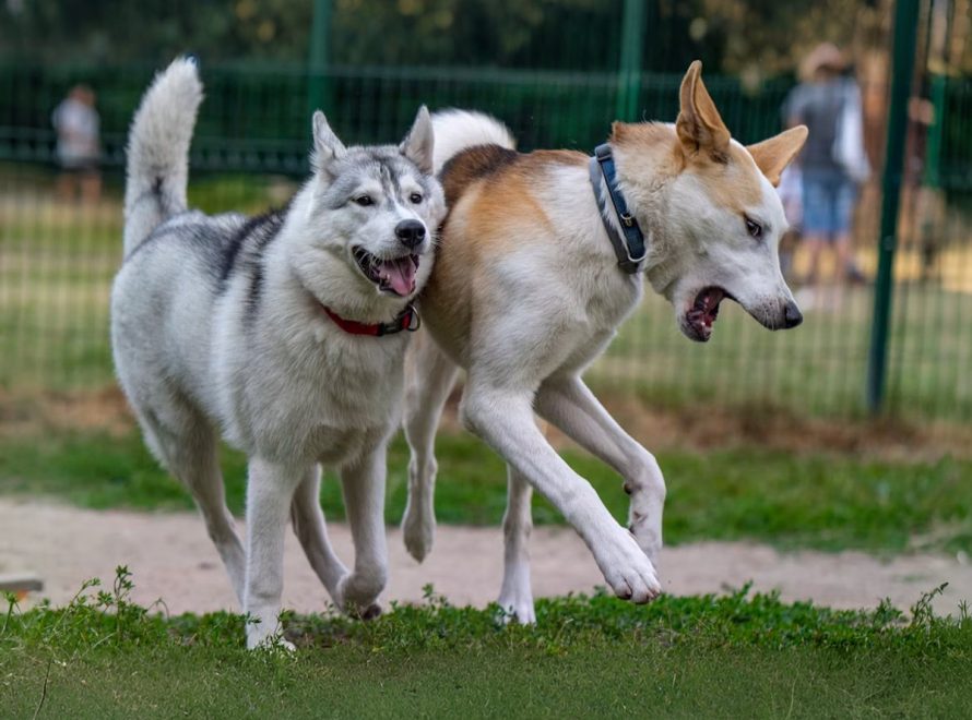 cc-article-eviter-parcs-chiens
