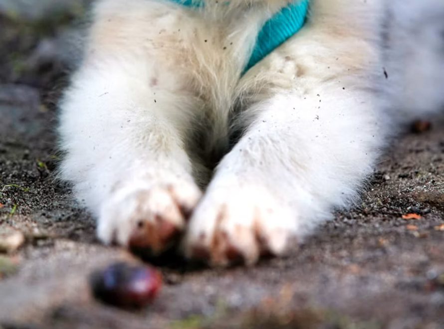 cc-article-importance-socialisation-chien