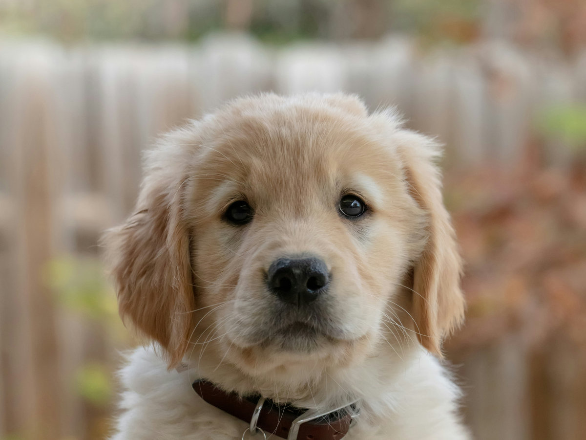 cc-article-periodes-developpement-chien
