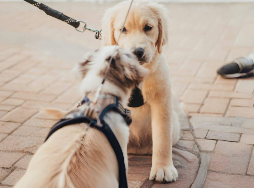 cc-article-rencontres-entre-chiens