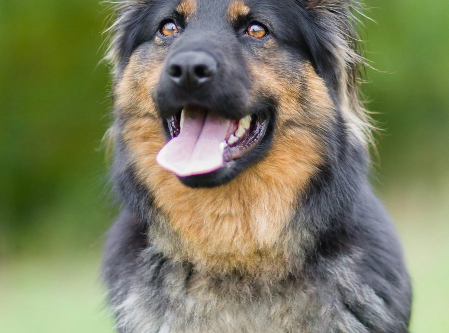 cc-article-selection-chez-chien