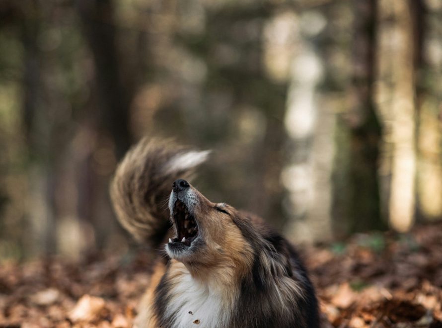 cc-article-seuil-homeostasie-chien