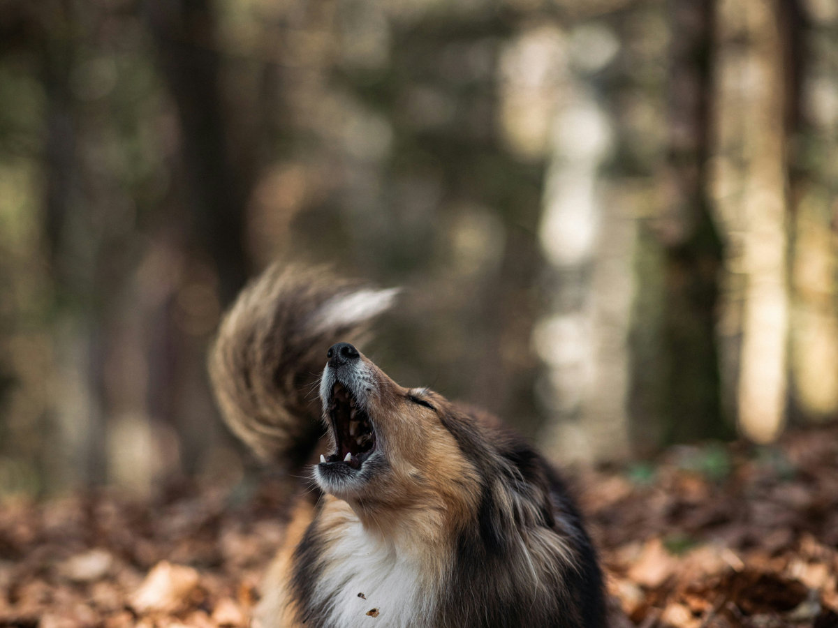 cc-article-seuil-homeostasie-chien