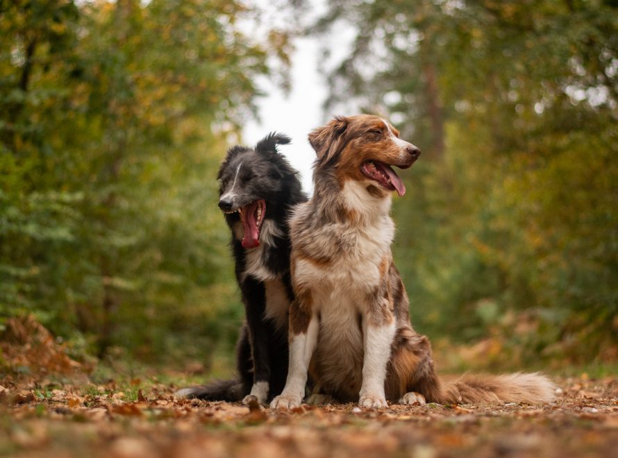 cc-article-signaux-apaisement-chien