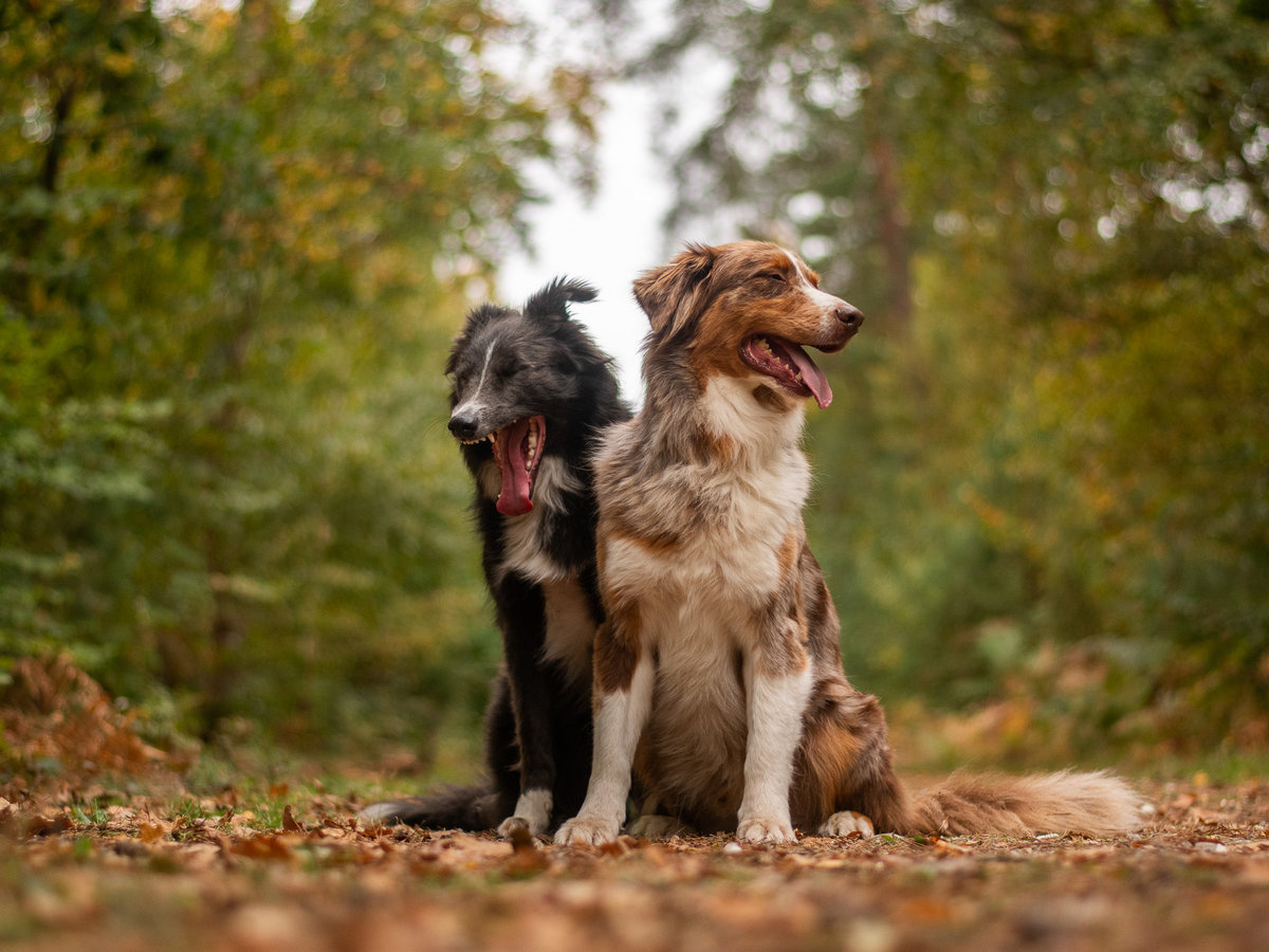 cc-article-signaux-apaisement-chien